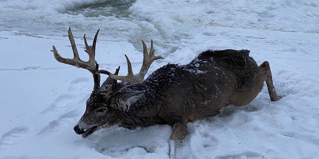A giant buck was rescued in Thief River Falls, Minnesota, after falling through ice into a river.