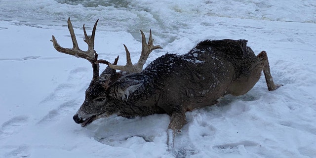 A giant buck was rescued in Thief River Falls, Minnesota, after falling through ice into a river.