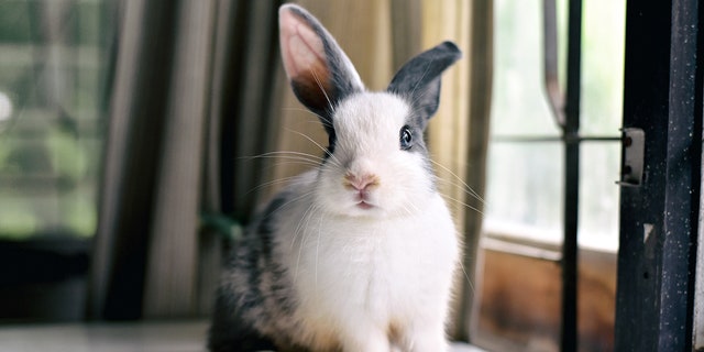 New York bans the sale of canine, cats and rabbits at retail pet retailers