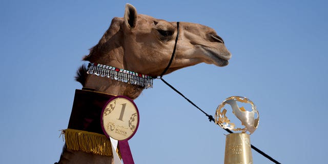 A member of the AlKuwari family holds a trophy on Dec. 2, 2022, after winning the first prize at the Mzayen World Cup, a camel pageant held in the Qatari desert about 15 miles away from soccer's World Cup.