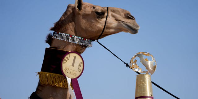 A member of the AlKuwari family holds a trophy on Dec. 2, 2022, after winning the first prize at the Mzayen World Cup, a camel pageant held in the Qatari desert about 15 miles away from soccer's World Cup.