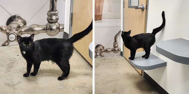 A sweet cat called Ellie is pictured here. The cat was left at the local PetSmart with very little notice, said Kate Balow of Meow Stories. 