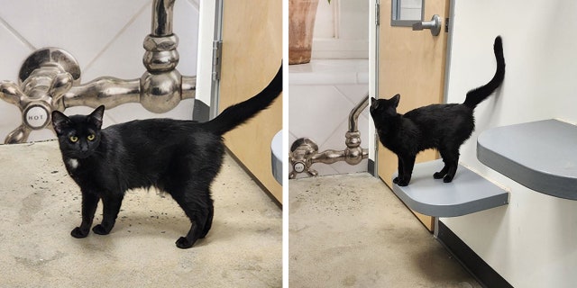 A sweet cat called Ellie is pictured here. The cat was left at the local PetSmart with very little notice, said Kate Balow of Meow Stories.