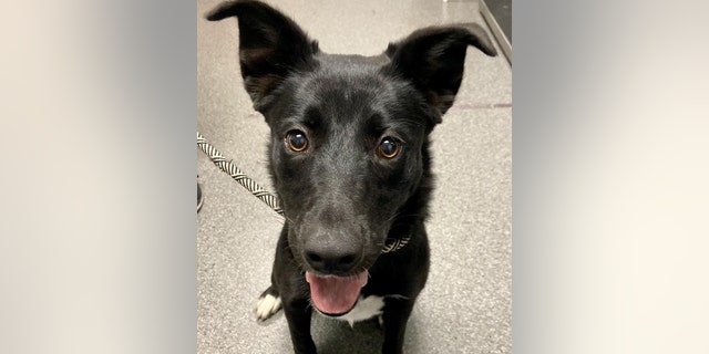 Cookie, a terrier and black Labrador mix, is looking for a family to play with who can help her burn off her puppy energy.