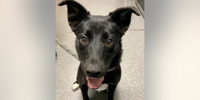 Utah pup is looking for a home where she can play and burn off some energy this holiday season Cookie, a terrier and black Labrador mix, is looking for a family to play with who can help her burn off her puppy energy.