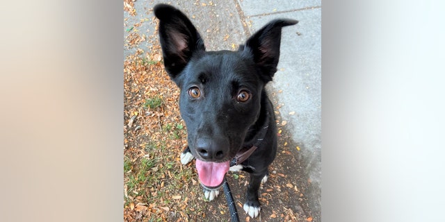 Two-year-old Cookie is up for adoption at Best Friends Animal Society in Utah. She's described as a "smart girl" with lots of energy. 