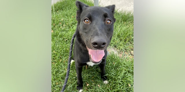 Utah pup is looking for a home where she can play and burn off some energy this holiday season "Her favorite hobbies include running, playing fetch and going on walks and hikes," Fox News Digital was told about Cookie, who is two years old.