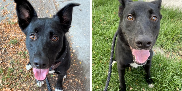 Cookie — shown here in two different photos — needs a loving home and a family to care for her. She's said to be great with larger dogs and older children.