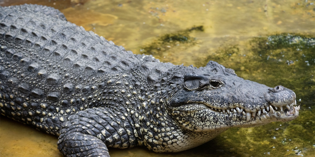 A 10-year-old Cuban crocodile died in its enclosure at the National Zoo after chewing on electric equipment. 