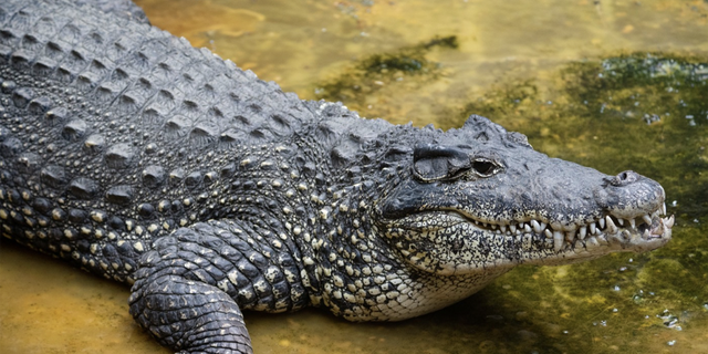 Un cocodrilo cubano de 10 años murió en su recinto en el Zoológico Nacional después de masticar un equipo eléctrico.