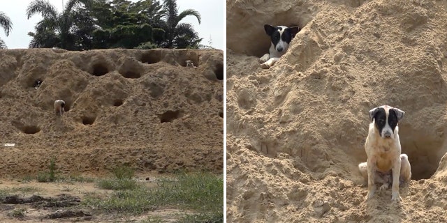 Stray dogs were caught digging makeshift homes in Thailand for shelter.