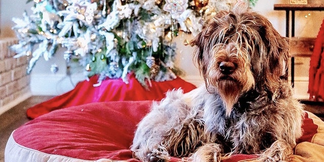 Posey is a well-behaved dog but has been known to eat random household items in the past, the family said.