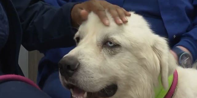 A Georgia sheepdog named Casper is recovering after being attacked by coyotes