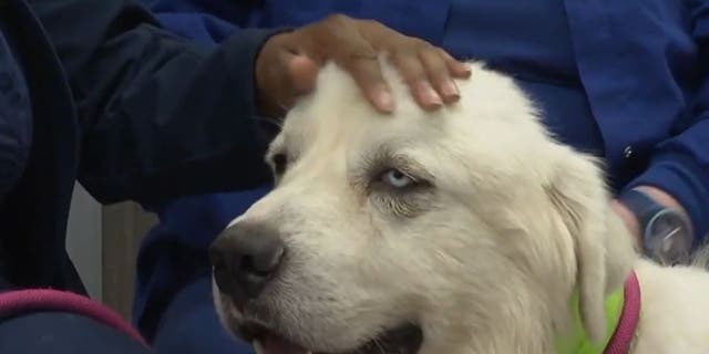 A Georgia sheepdog named Casper is recovering after being attacked by coyotes.