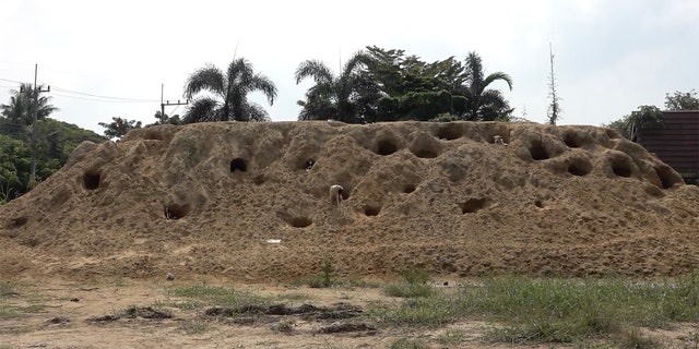 Stray dogs dug holes in a large pile of sand — and used this as a shelter. 