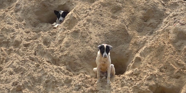 All told, there are roughly 300,000 stray dogs in the city of Bangkok, Thailand, according to reports.