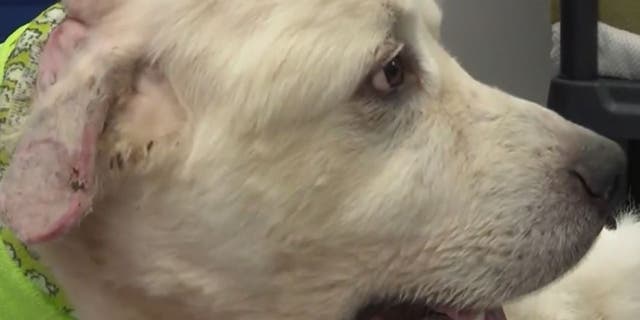 Casper the sheepdog killed 8 coyotes while trying to protect his herd