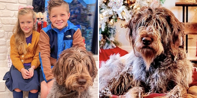 Posey is the family's four-year-old dog who ate the festive house guest whole after it had been lying in flour on the kitchen counter.