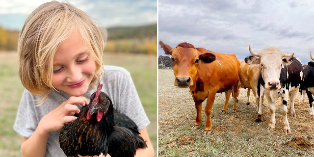 Here With Us Farm Sanctuary is a nonprofit based in Pennsylvania. Its goal is to give farm animals a safe place to call home.