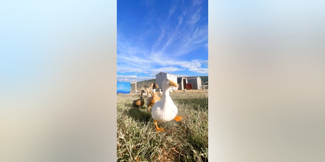 The Here With Us Farm Sanctuary cares for animals including sheep, cows and pigs — many of which have special needs.