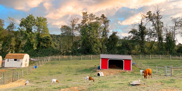 Clark and her husband, Steve, moved to Shermans Dale, Pennsylvania, to find land for these animals to call home. 