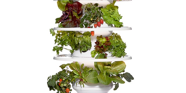 Se volete coltivare ortaggi, frutta ed erbe aromatiche biologiche, comodamente da casa vostra, visitate l'azienda agricola Lettuce Grow's Farmstand.