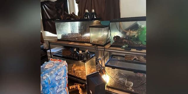 Animals inside cages in Shannon Marie Morgan's home