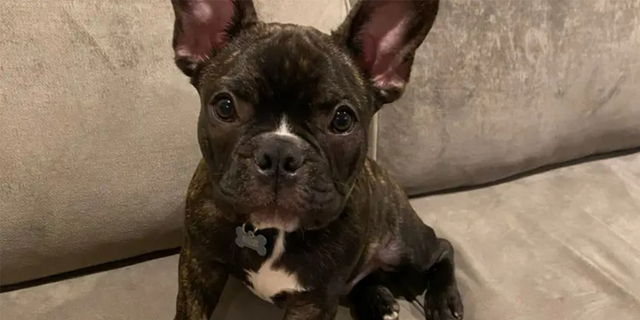 Two French Bulldogs were stolen from a pregnant woman in Los Angeles, California, on Friday, according to the Los Angeles Police Department.