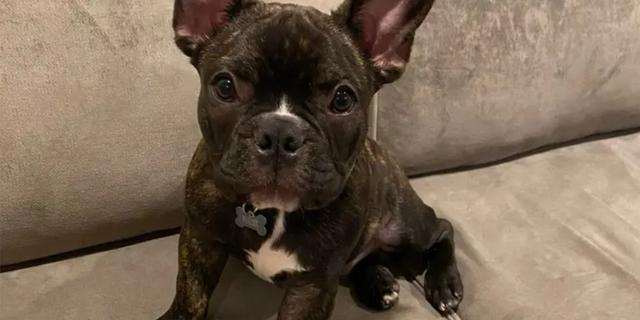 Two French Bulldogs were stolen from a pregnant woman in Los Angeles, California, on Friday, according to the Los Angeles Police Department.