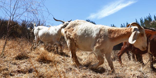  A herd of goats graze on drought-stressed land as part of city wildfire prevention efforts in Anaheim, California. 