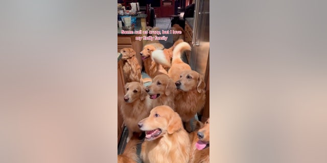 Collin Standon, 24, is raising 13 golden retrievers. he said the happiness the dogs bring him are worth the upkeep. 