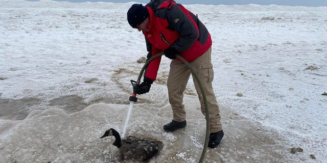 A firefighter uses a hose in an attempt to free the goose from being trapped in frozen sand.
