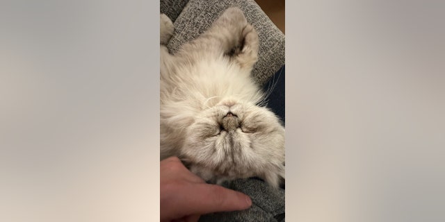 Loki, a light-colored and fluffy Persian feline, lives in Utah with his new owners, Tori Taillac and her fiancé, Alex Kravets.