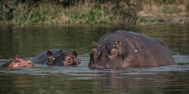 Hippopotamuses in the Victoria Nile near the Murchison Falls, one of the majestic natural sites in Africa at Murchison Falls National Park, northwest Uganda, on Jan. 25, 2020.