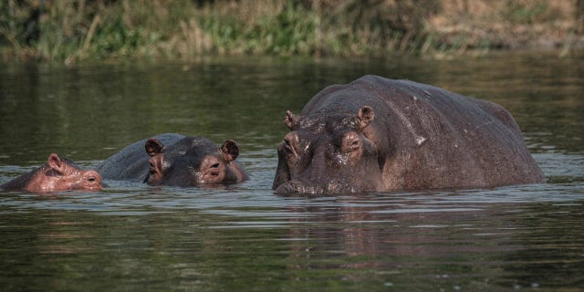 Hippopotamuses in the Victoria Nile near the Murchison Falls, one of the majestic natural sites in Africa at Murchison Falls National Park, northwest Uganda, on Jan. 25, 2020.