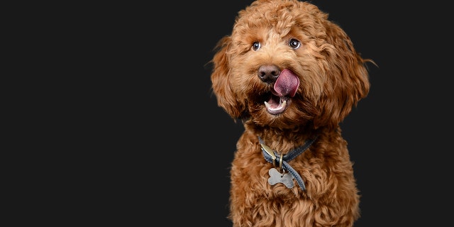 A chocolate cockapoo poses for a photo. "I took the liberty of bringing" the orphaned dog home, the man wrote on Reddit about his situation.