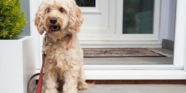A light-colored cockapoo sits on a porch waiting to be walked. "It was a duty I welcomed," the Redditor said of taking in the dog. "My wife didn’t want it, but that wasn’t a suitable reason to defy my conscience."