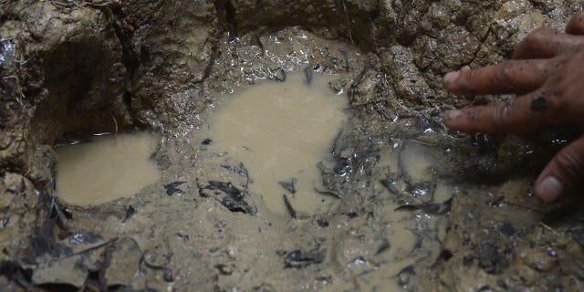 A rhino footprint was discovered on Nov. November 2013, in the protected Ujung Kulon National Park on the island of Java, Indonesia.