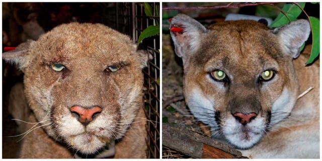This pair of photos provided by the National Park Service shows the Southern California mountain lion known as P-22, left, in March, 2014 when he was suffering from mange, and at right in December 2015, without lesions or scabs. 
