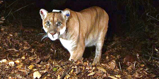 Photo provided by the U.S. National Park Service shows a mountain lion known as P-22, photographed in the Griffith Park area near downtown Los Angeles.