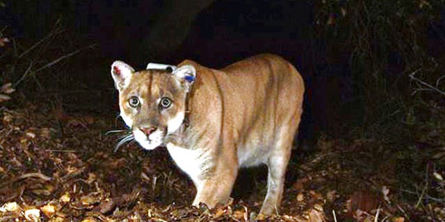 Photo provided by the U.S. National Park Service shows a mountain lion known as P-22, photographed in the Griffith Park area near downtown Los Angeles.