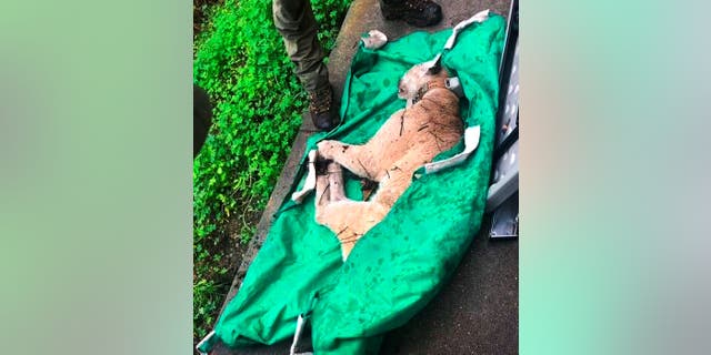 Photo provided by The California Department of Fish and Wildlife (CDFW) shows a mountain lion known as P-22, that is transported to a wild animal care facility for a full health evaluation on Monday, Dec. 12, 2022  