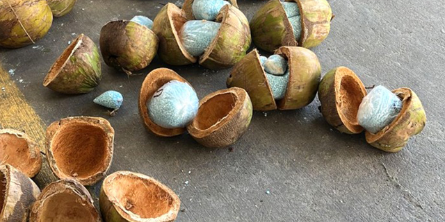 Fentanyl found in coconuts by Mexican police near U.S. border.