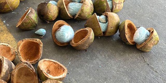 Fentanyl found in coconuts by Mexican police near U.S. border.