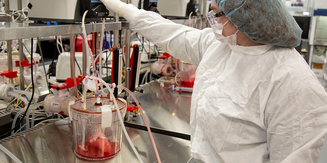 A technician replaces media in a bioreactors containing pig kidneys in a Micromatrix laboratory on Tuesday, Dec. 8, 2022, in Eden Prairie, Minn.