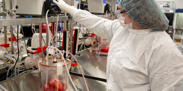 A technician replaces media in a bioreactors containing pig kidneys in a Micromatrix laboratory on Tuesday, Dec. 8, 2022, in Eden Prairie, Minn.