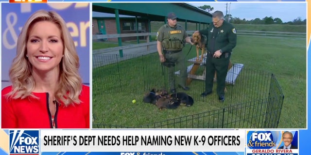 Brevard County Sheriff Wayne Ivey joined "Fox and Friends" to discuss the new puppies born to K-9 mom Daisy Mae. 