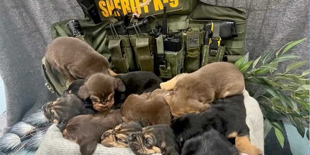The puppies will be trained to be working K-9s throughout the community. 