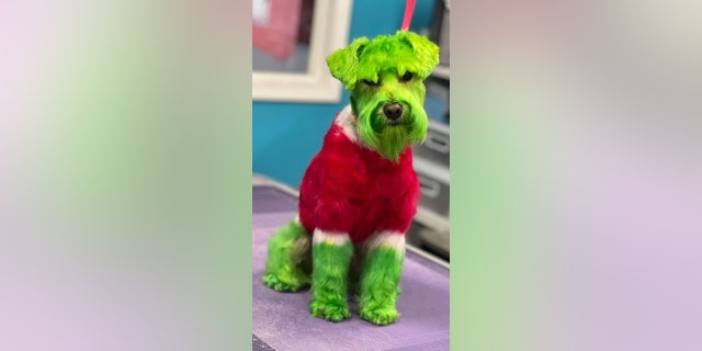In order to be transformed into the Grinch, Rizzo was dyed with animal-friendly dye, as instructed by the dog's owner.