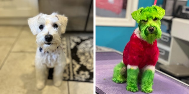 "When I take him out on a walk, people go crazy for his fur," said Rizzo's owner.